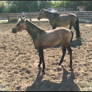 Meet your Posher, Iris